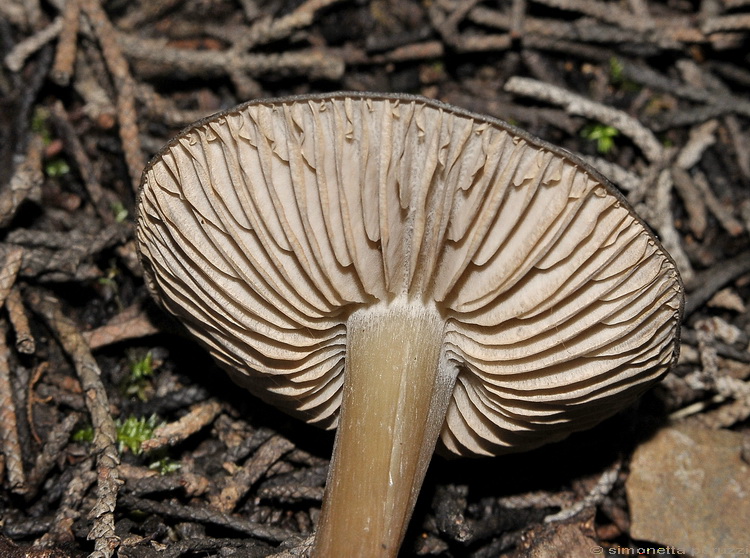 Funghi del freddo (cfr. Entoloma plebejum)